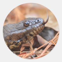 Water Snake Round Stickers