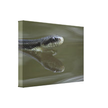 Water snake swimming with reflection stretched canvas prints