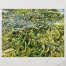 Water weeds under water background flyers