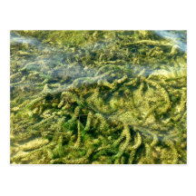Water weeds under water background post card