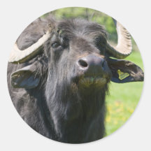 Waterbuffalo Sticker