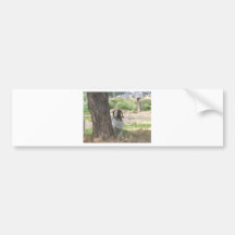 Watercolor Boer Goat Bumper Stickers