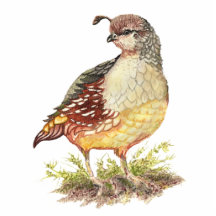 Watercolor California Quail, Garden Bird Photo Cutout