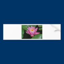 Waterlily flowers in a pond bumper stickers