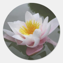 Waterlily sticker sheet