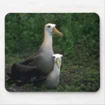 Waved Albatross Mating mousepads