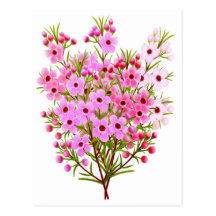 Wax Flower Bouquet Postcard