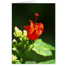 Wax Mallow 112 Greeting Cards