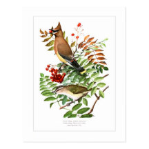 Waxwing and Vireo Postcards