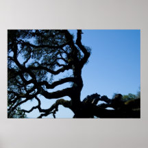 Wayward Oak Poster
