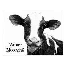 We are Moving! Moooving Change of Address Cow Post Cards