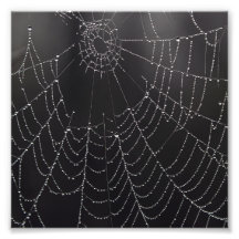 Web in the Mist Photo Print