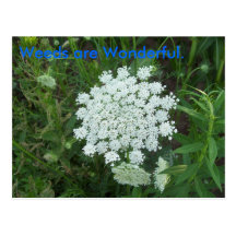 Weeds are Wonderful. Postcards