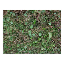 Weeds in Grass Field Postcards