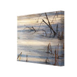 Weeds in Ice Stretched Canvas Print