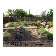 Weeds not allowed! post card