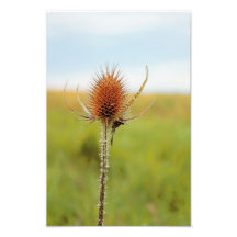 Weeds Photographic Print