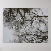 Weeping Trees Photo Poster Art
