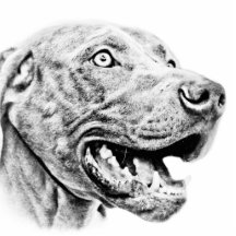 WEIMARANER PHOTO SCULPTURES
