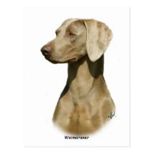Weimaraner Postcard