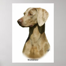 Weimaraner Poster