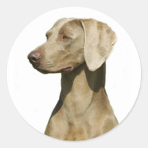 Weimaraner Round Sticker