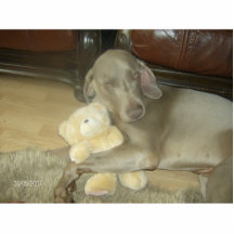 WEIMARANER'S DON'T YOU JUST LOVE THEM ! CUT OUT