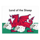 welsh sheep, Land of the Sheep Postcards