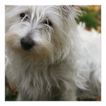 West Highland Terrier Dog Invitation