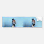 Western bluebird bumper sticker