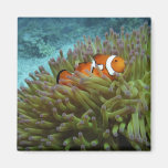 Western Clownfish ( Amphiprion ocellaris ), in Refrigerator Magnet