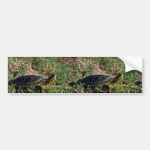 Western Painted Turtle Bumper Stickers