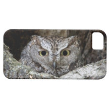Western Screech Owl iPhone 5 Case
