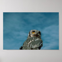 Western Screech Owl Posters
