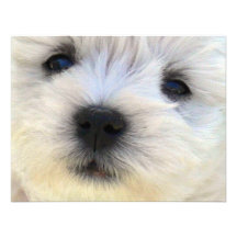 Westie Custom Announcements