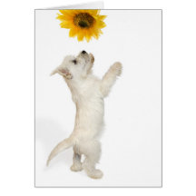 Westie Pup And Sunflower Card
