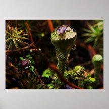 wet life print