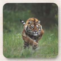Wet Siberian Tiger Charging Coaster