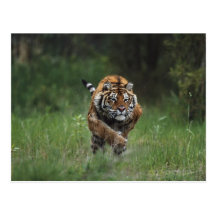 Wet Siberian Tiger Charging Postcard
