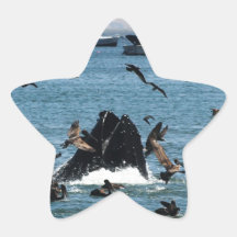 Whale in the Pacific Star Sticker