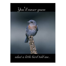 What a Little Bird Told Me Post Cards