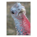 What?  Confused Turkey, Merry Christmas Card