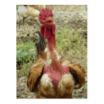 What You Cockin' About Postcard