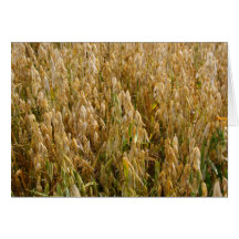 Wheat Field in Spring Card