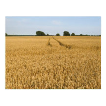 Wheat field | Landscape Postcards