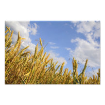 wheat field photo print