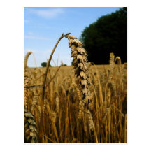 Wheat field postcards