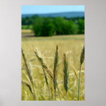 Wheat field poster