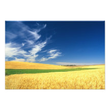 Wheat harvest on the Palouse in Eastern Photo