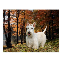 Wheaten Scottish Terrier Autumn Postcard
